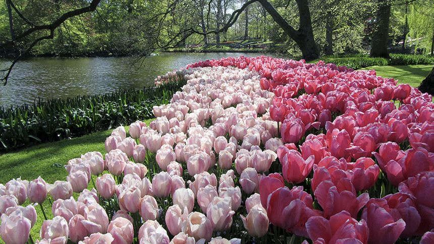 DutchGrown flower bulbs - 15% Volunteer & Charity Workers discount
