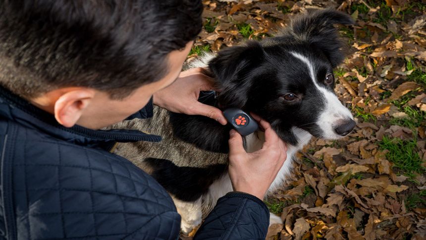 GPS Dog Trackers & Activity Monitors - 10% Volunteer & Charity Workers discount