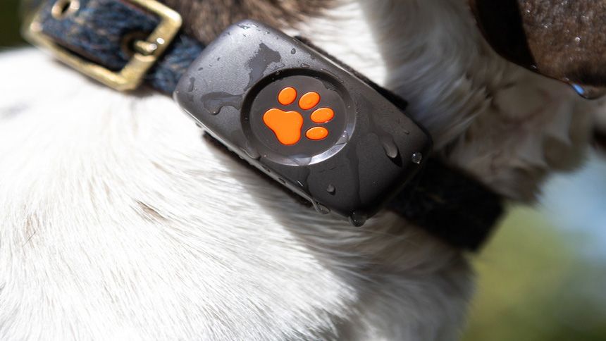 GPS Dog Trackers & Activity Monitors - 10% Volunteer & Charity Workers discount