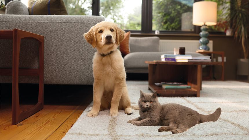 Pet Insurance - Up to £40 Amazon gift card when you buy any new policy*