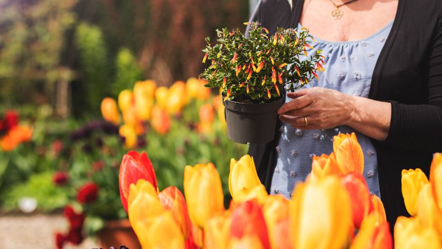 Plants Delivered Straight To Your Door - 10% Volunteer & Charity Workers discount